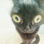 TheCatSupporters