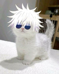 野良猫