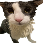 Quick Acrade
