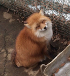i like planes and foxes lol :P