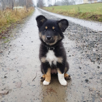 Puppy will give robux to poor sometimes