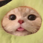 Avocado meows