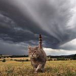 meteor meowers [wcue]