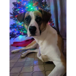 The Christmasers/ The MoonPups
