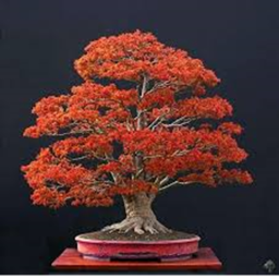Oak Tree
