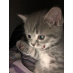 Pettyckirzx