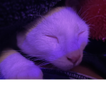 Cats and kitty’s are so cute who doesn’t love cats