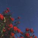 • Roses •
