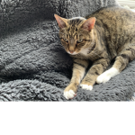 Cat/kit loving group