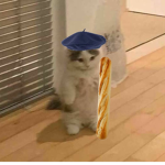 _kitty cult_