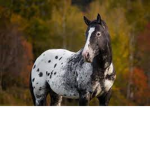 Appaloosa Acres