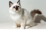 marikitten287 fanclub