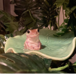 Aesthetic Swimming Turtles
