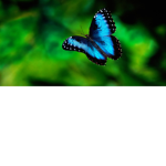 Butterflies Squad! :)