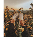 Lovely Marigolds