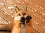 Cute Floofers :3