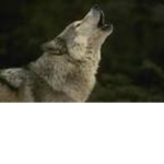 Arctic Howlers