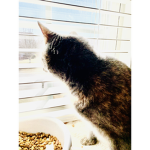 Cat be like
