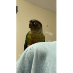 Pickles The Birb