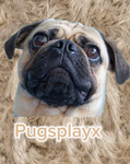Pugsplayx
