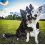 Dog’s big friend’s group