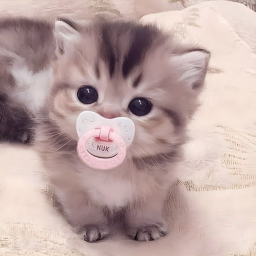 meow