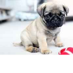 Pug bros