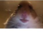 el hamster come choripan