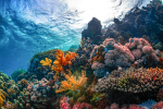 REEF클랜(살보결)
