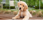 Puppy lov er number car1