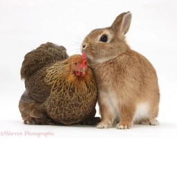 Chicken Hop! icon