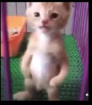 Meme cat group7