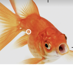 Best fish