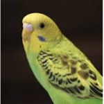 Some Bird Fan Group