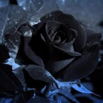 Dark_Roses_Family