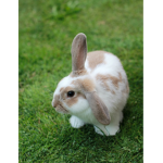 The Proper Rabbit Care Group