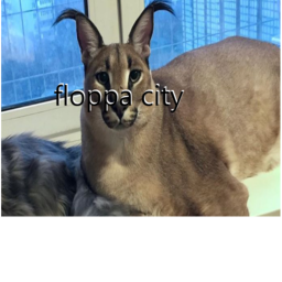 Floppa city