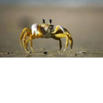 Crabs in da fridge