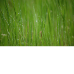 Grass Simulator Fans