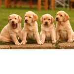 Dog United!!!!