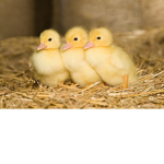 DUCKIEEEE SQUAD