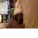 DOGGO Forever