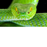 Snake forces.