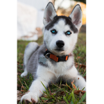 The Lovely Huskies