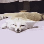 fennec fox ugc