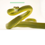 Snake Squad!!!
