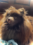 My cute little doggy