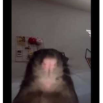 The cool rats group