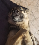 Hi this is mashed potato and me