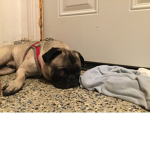 Pug team kids